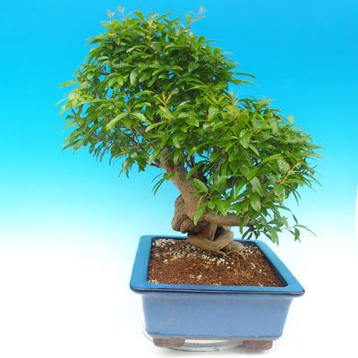 Pokój bonsai-granat PUNICA-granat - 6