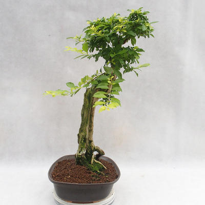 Kryty bonsai - Duranta erecta Aurea PB2191203 - 6