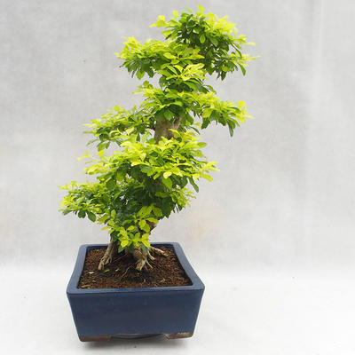 Kryty bonsai - Duranta erecta Aurea PB2191206 - 6