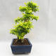 Kryty bonsai - Duranta erecta Aurea PB2191206 - 6/7