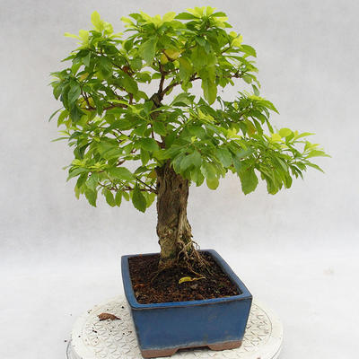 Kryty bonsai - Duranta erecta Aurea PB2191208 - 6