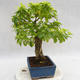 Kryty bonsai - Duranta erecta Aurea PB2191208 - 6/6