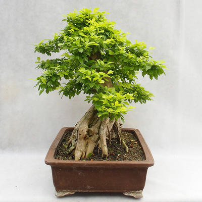 Kryty bonsai - Duranta erecta Aurea PB2191210 - 6