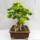 Kryty bonsai - Duranta erecta Aurea PB2191210 - 6/7