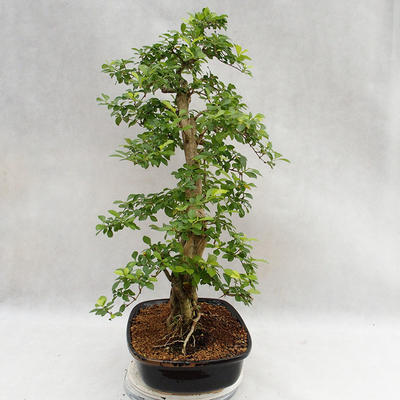 Kryty bonsai - Duranta erecta Aurea PB2191211 - 6