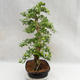 Kryty bonsai - Duranta erecta Aurea PB2191211 - 6/7
