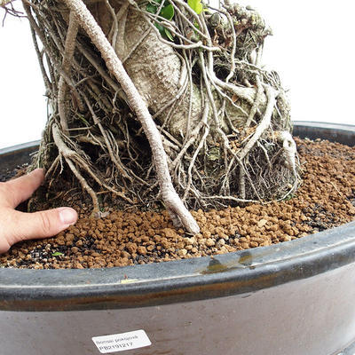 Kryty bonsai - kimono Ficus - figowiec mały liść PB2191217 - 6