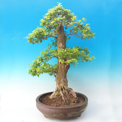 bonsai Room - Duranta erecta Aurea - 6