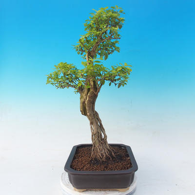 bonsai Room - Duranta erecta Aurea - 6