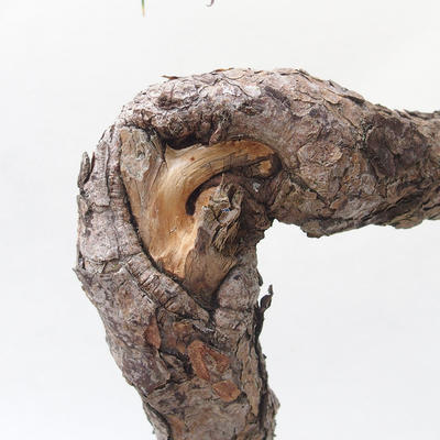 Outdoor bonsai -Larix decidua - modrzew - 6