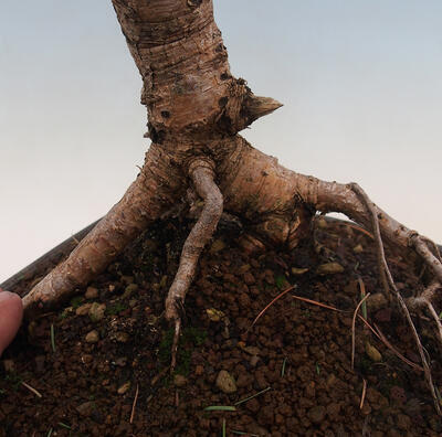 Outdoor bonsai -Larix decidua - Modrzew liściasty - 6
