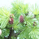 Outdoor bonsai -Larix decidua - modrzew - 6/6