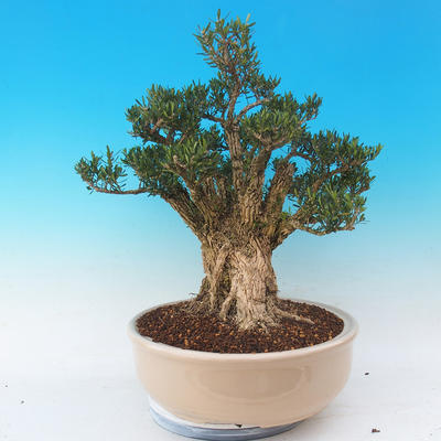 bonsai Room - Buxus harlandii - 6