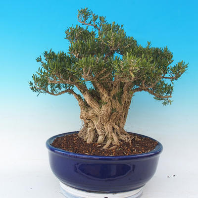 bonsai Room - Buxus harlandii - 6