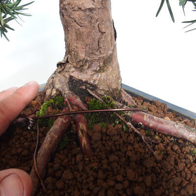 Bonsai na zewnątrz - Taxus cuspidata - cis japoński - 6