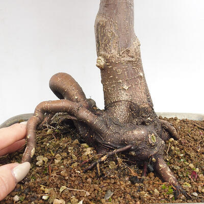 Bonsai zewnętrzne - Acer palmatum Atropurpureum - Klon palmowy czerwony - 6