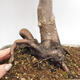 Bonsai zewnętrzne - Acer palmatum Atropurpureum - Klon palmowy czerwony - 6/7