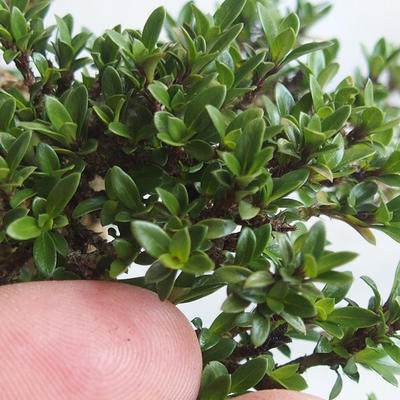 Kryte bonsai - Serissa japonica - drobnolistna - 6