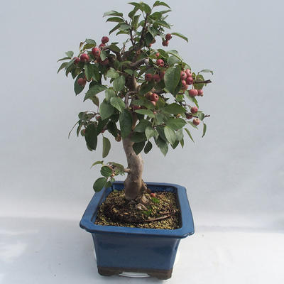 Outdoor bonsai - Malus halliana - Jabłoń drobnoowocowa - 6