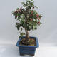Outdoor bonsai - Malus halliana - Jabłoń drobnoowocowa - 6/6