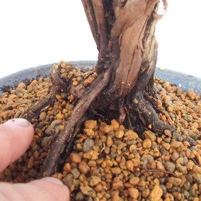 Outdoor bonsai-Cinquefoil - Potentila fruticosa żółty - 6