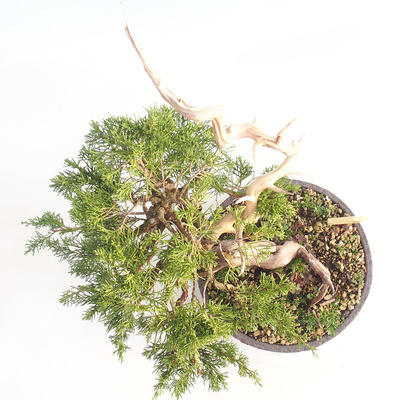 Outdoor bonsai - Juniperus chinensis Itoigawa - chiński jałowiec - 6