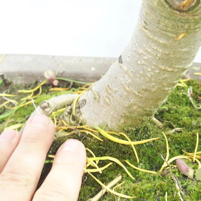 Outdoor bonsai - Pseudolarix amabilis - Pamodřín - 6