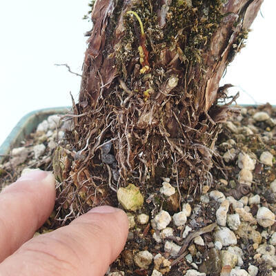 Outdoor bonsai-Pięciolistnik - Potentila fruticosa żółty - 6