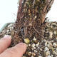 Outdoor bonsai-Pięciolistnik - Potentila fruticosa żółty - 6/6