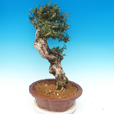 bonsai Room - Olea europaea sylvestris -Oliva Europejski drobnolistá - 6