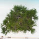 Outdoor bonsai - Pinus thunbergii - Sosna Thunbergova - 6/6