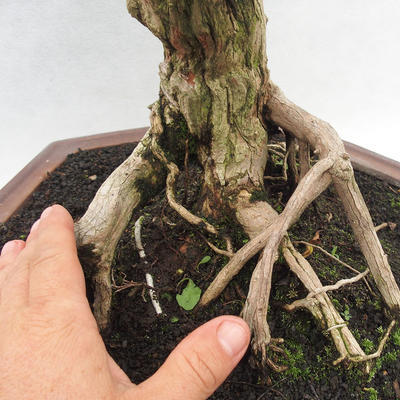 Kryty bonsai -Phyllanthus Niruri- Smuteň - 6