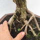 Kryty bonsai -Phyllanthus Niruri- Smuteň - 6/6