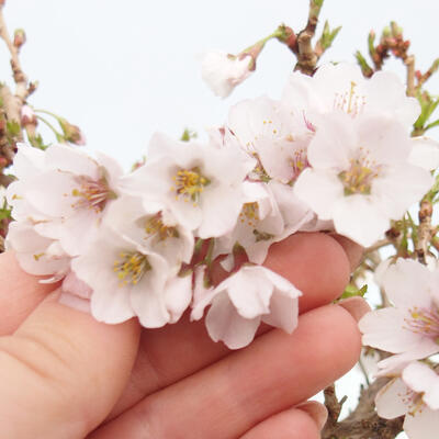 Bonsai zewnętrzne - Prunus incisa Kojou-no mai-cięcie śliwki - 6