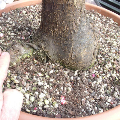 Outdoor bonsai - morela japońska - Prunus Mume - 6