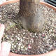 Outdoor bonsai - morela japońska - Prunus Mume - 6/6