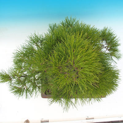 Outdoor bonsai - Pinus thunbergii - Sosna Thunbergova - 6