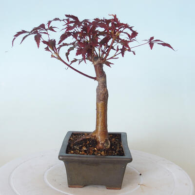 Bonsai zewnętrzne - palma Acer. Atropurpureum-Czerwony liść palmowy - 6