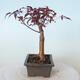 Bonsai zewnętrzne - palma Acer. Atropurpureum-Czerwony liść palmowy - 6/6