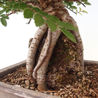 Outdoor bonsai - Zelkova - Zelkova NIRE - 6