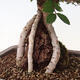 Outdoor bonsai - Zelkova - Zelkova NIRE - 6/6