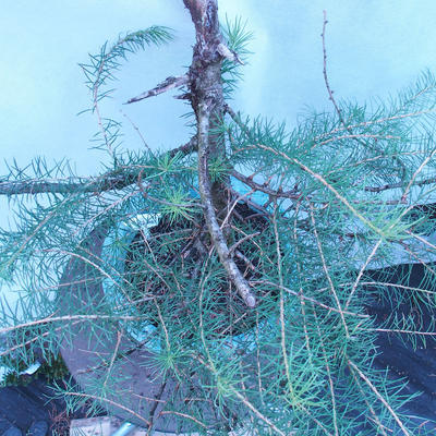 Yamadori - Modrzew liściastych - Larix decidua - 6