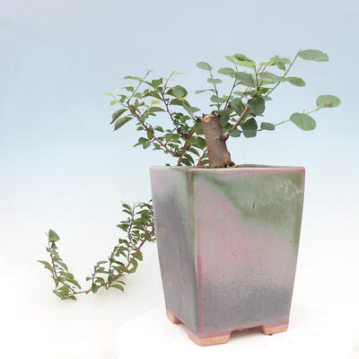 Kryty bonsai - Grewia occidentalis - Lawendowa gwiazda - 6