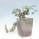 Kryty bonsai - Grewia occidentalis - Lawendowa gwiazda - 6/7