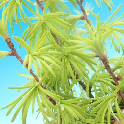 Outdoor bonsai - Pseudolarix amabilis - Pamodřín - 6