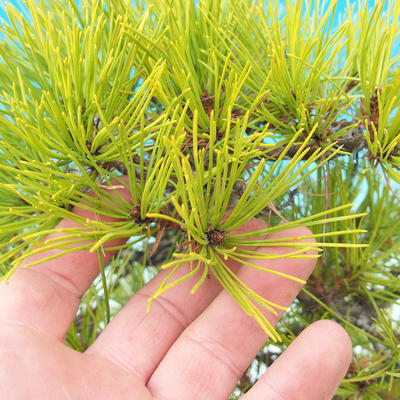 Outdoor bonsai - Pinus densiflora - czerwona sosna - 6