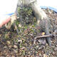 Outdoor bonsai - Acer palmatum Shishigashira - 6/7