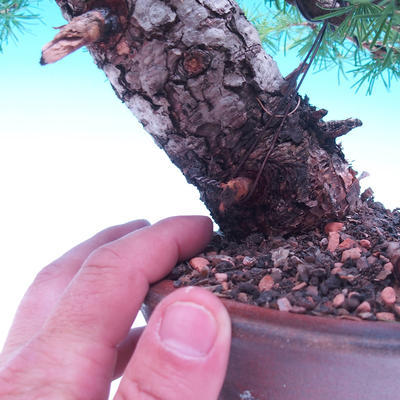 Outdoor bonsai -Larix decidua - modrzew europejski - 6