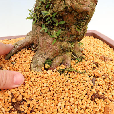 Outdoor bonsai - azalia japońska SATSUKI- Azalea BYAKUREN - 6