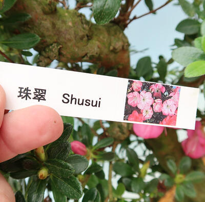 Outdoorowe bonsai - azalia japońska SATSUKI- Azalea SHUSHUI - 6
